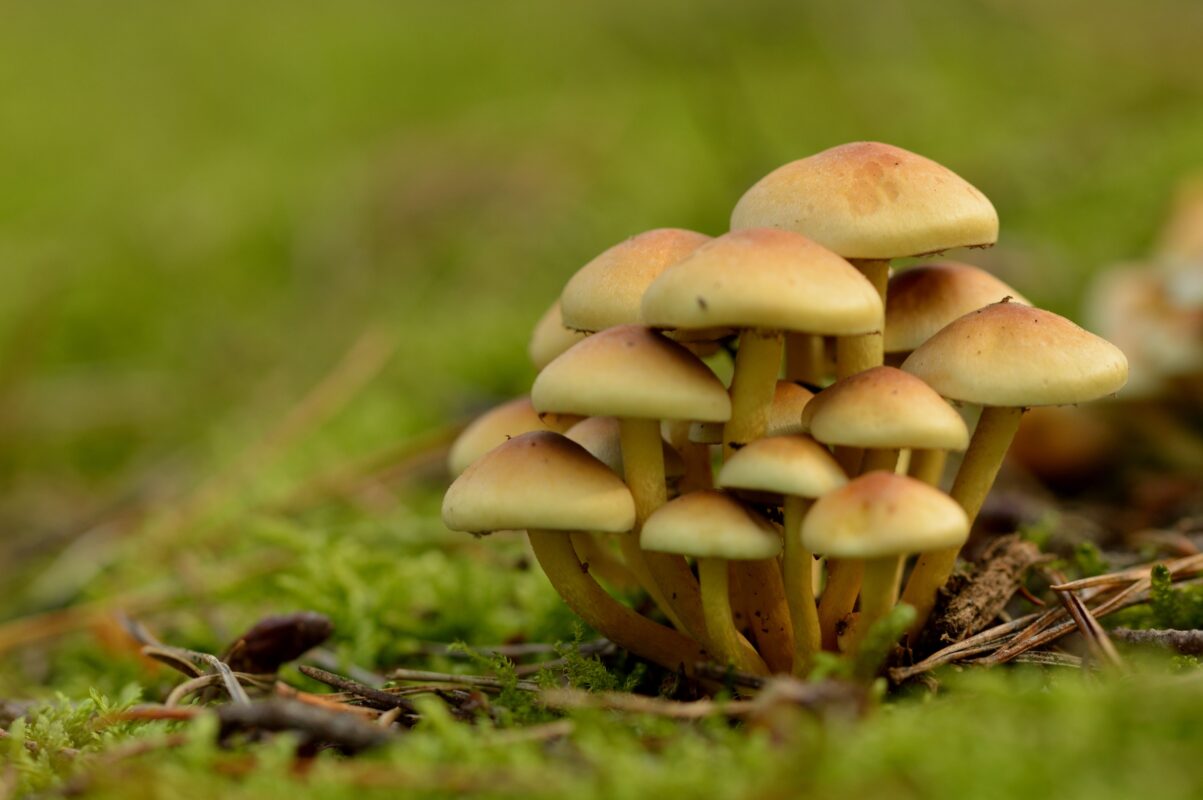 Where Can I Buy Psychedelic Mushroom Gummies
